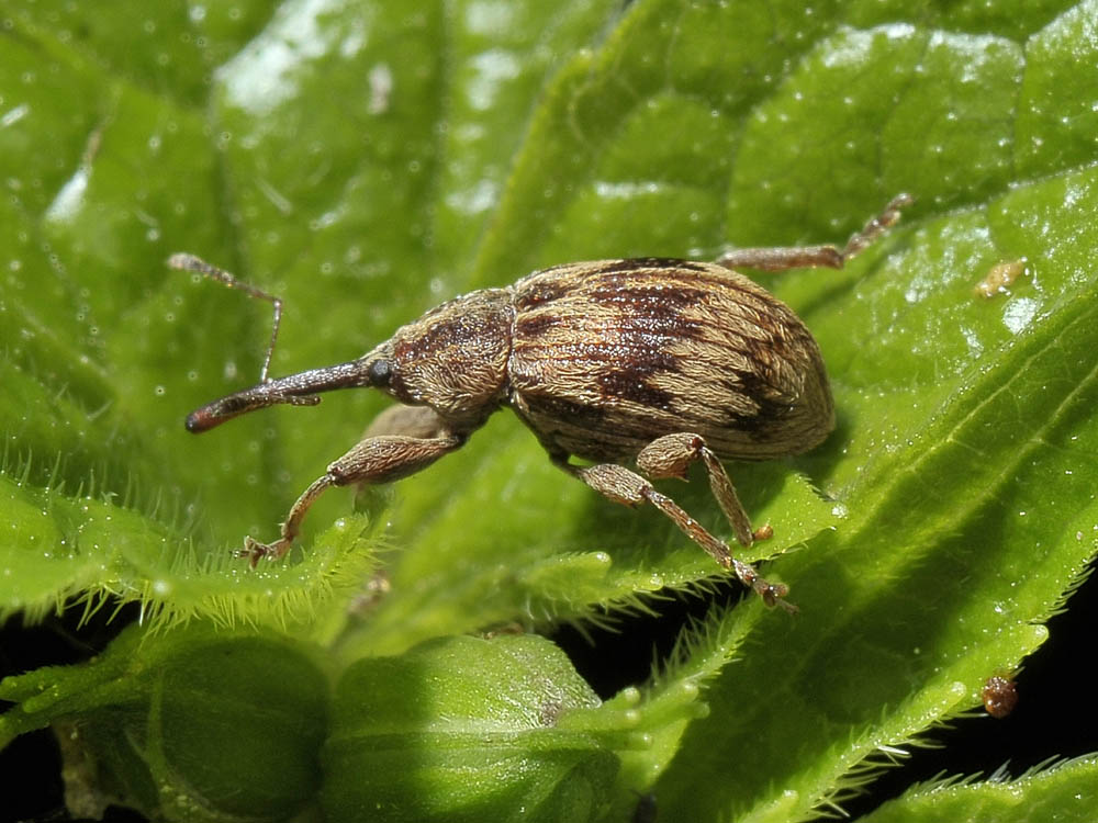 Anthonomus rectirostris